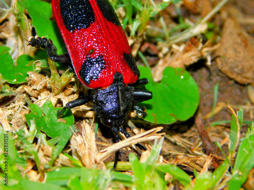 This is an insect found in the palm tree, its scientific name is:  Coraliomela quadrimaculata. photo