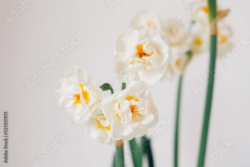 Fototapeta Naklejka Na Ścianę i Meble -  Beautiful fresh narcissus flowers in bloom against white background.