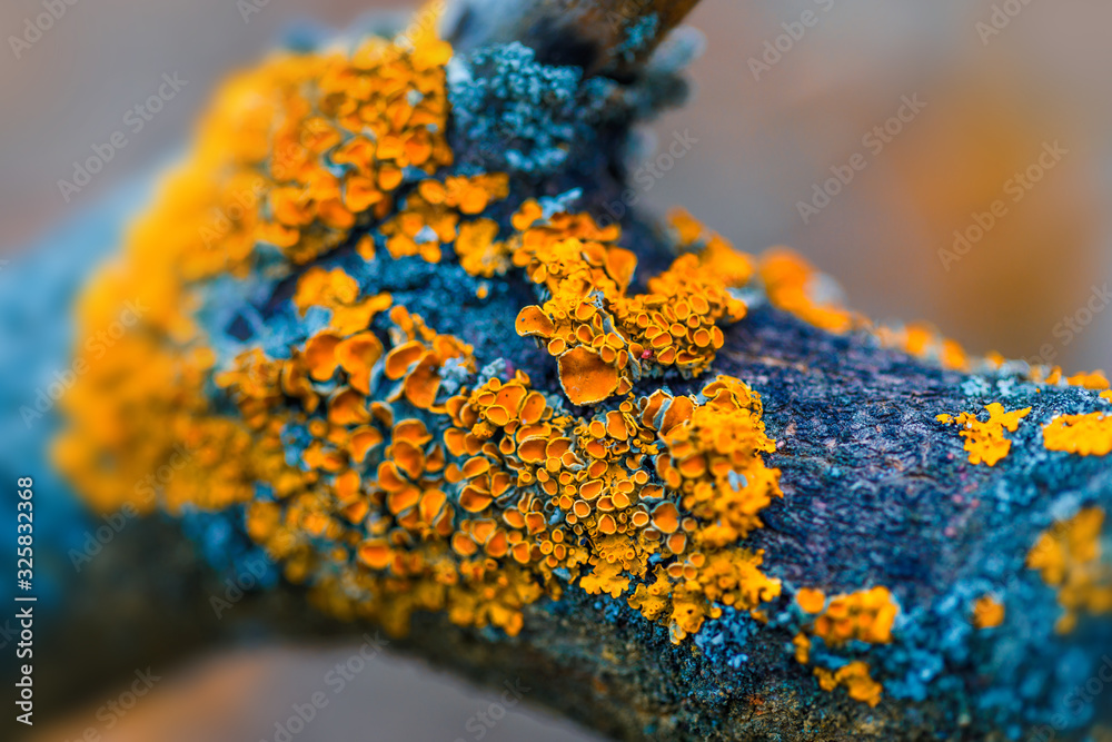 Yellow lichen on dry tree branch in autumn forest with blurred background. Macro closeup image - obrazy, fototapety, plakaty 