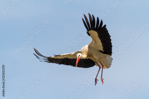 Weissstorch im Anflug photo