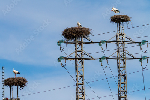 Storchnester auf Strommasten photo