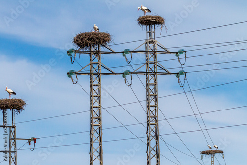 Storchnester auf Strommasten photo