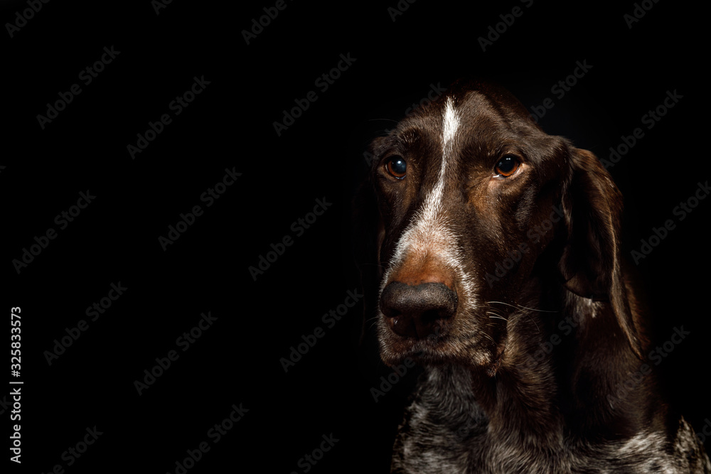 Dog portrait shorthaired pointer .