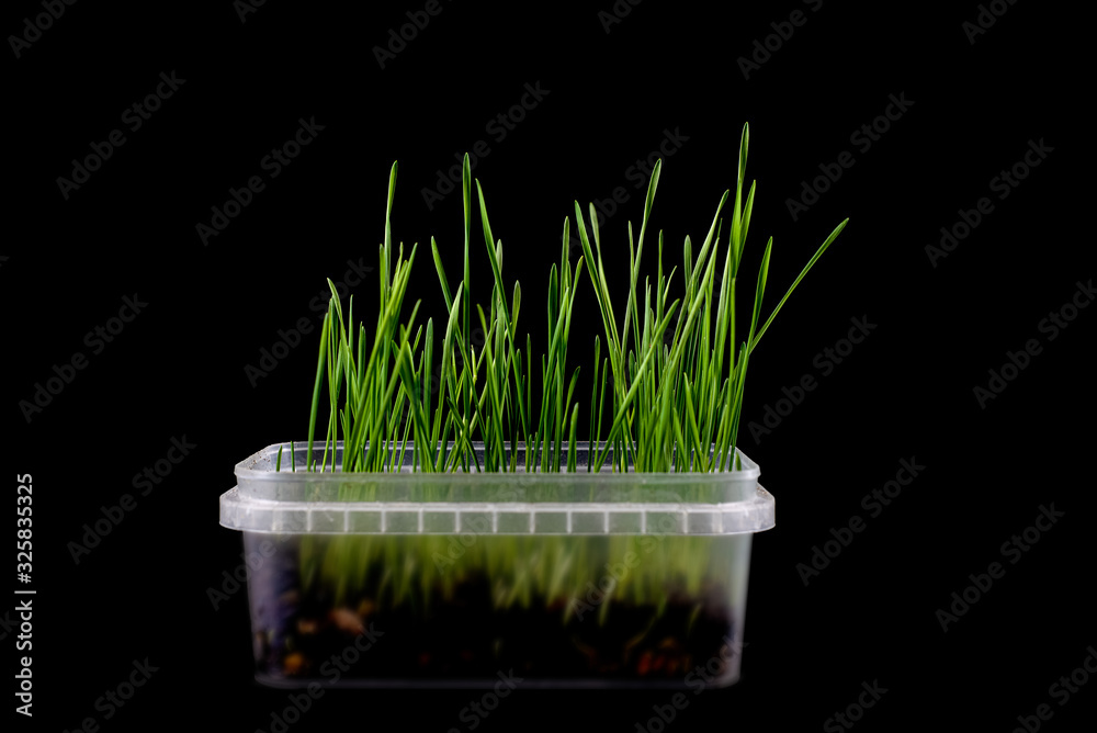 Naklejka premium Green grass in transparent pot, isolated on black background.