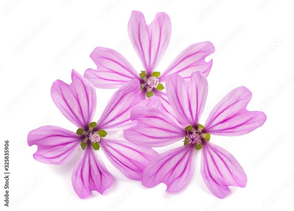 Mallow (Malva Sylvestris) Mallow (Malva Sylvestris)