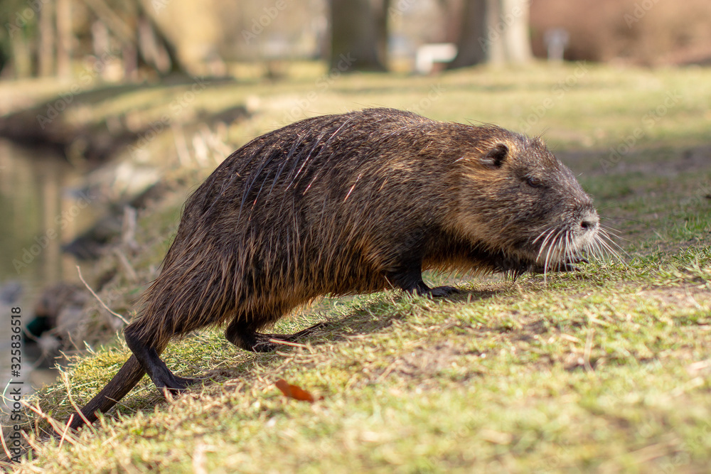Nutria, Myocastor coypus or river rat the wild near the river Nutria, Myocastor coypus or river rat the wild near the river