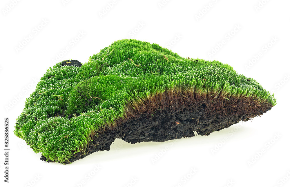 Fototapeta premium Green moss isolated on a white bakground