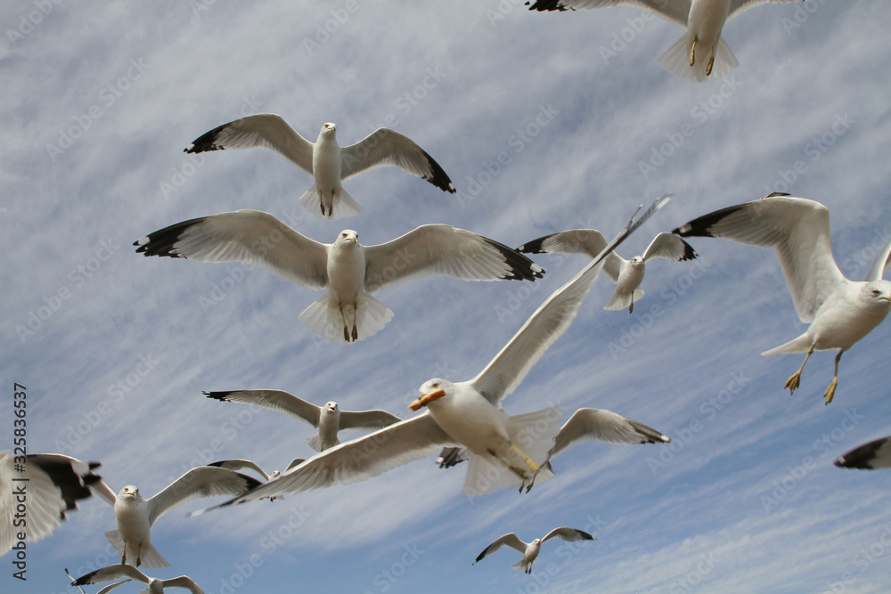 Obraz premium Seagulls Up Close