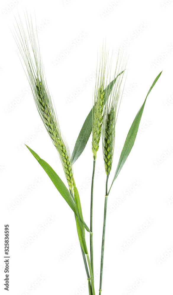 Green spikelets of barley isolated on a white background Green spikelets of barley isolated on a white background