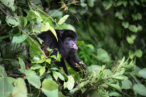 Singe hurleur se nourrissant photo
