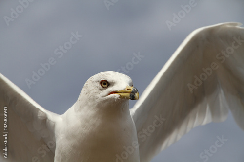 Seagulls Up Close 