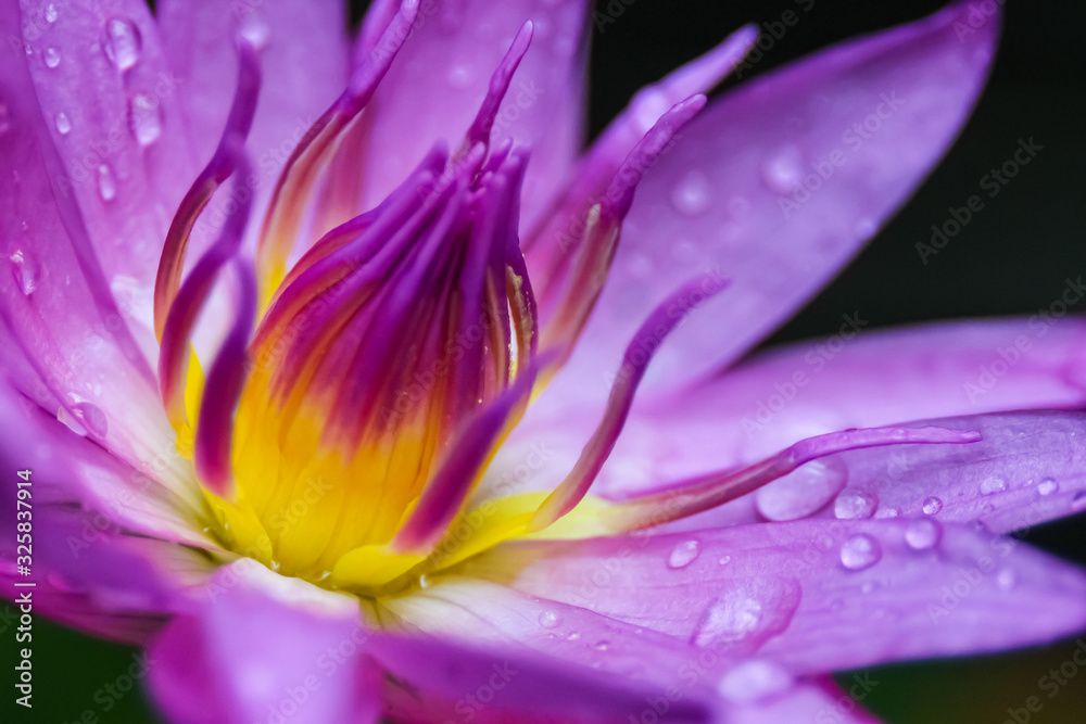 Lotus bautiful in nature and colorful