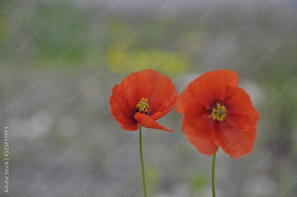 red poppies in a field - obrazy, fototapety, plakaty 