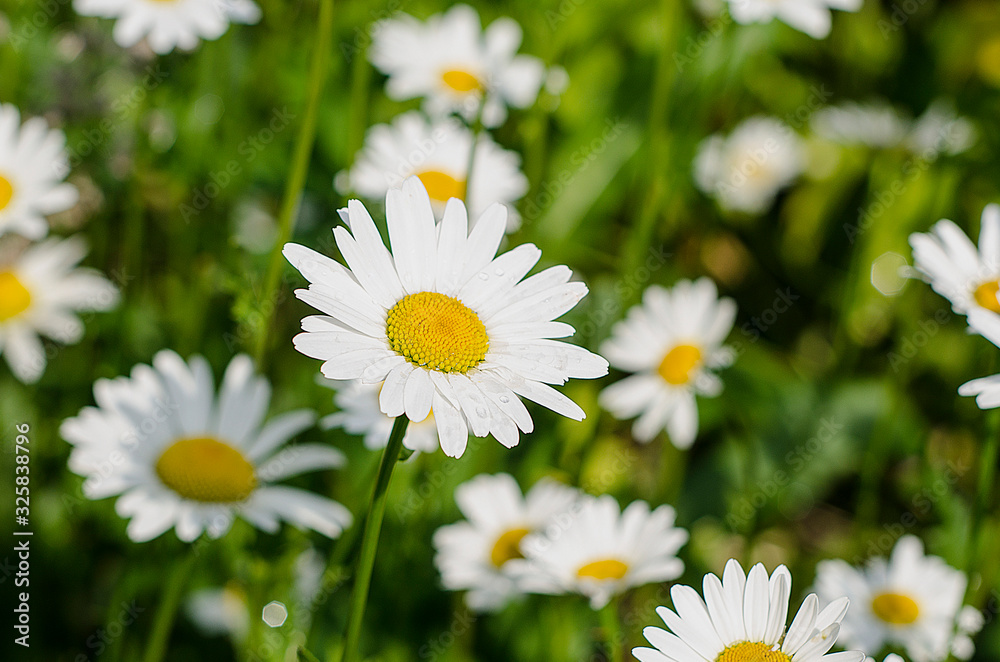 Field of daisies. Summer. Chamomile with drops of water on the petals close-up. Field of daisies. Summer. Chamomile with drops of water on the petals close-up.