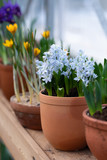 Magic light blue hyacinths potted on wooden background with a copy space, selective focus