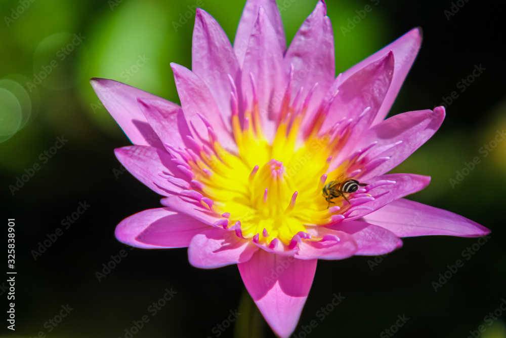 Lotus bautiful in nature and colorful Lotus bautiful in nature and colorful