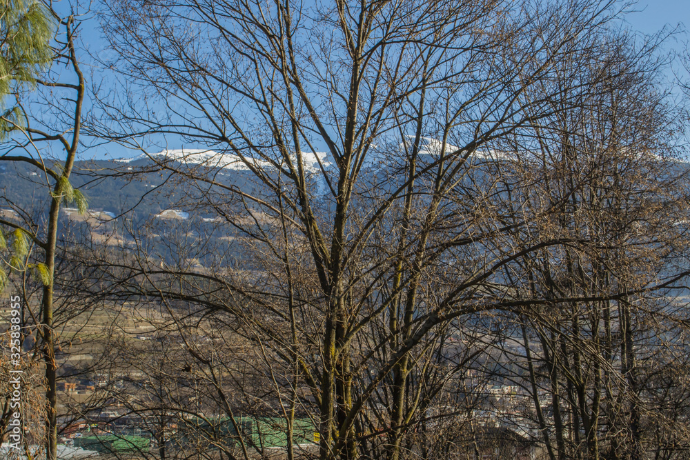 mountain view through the trees