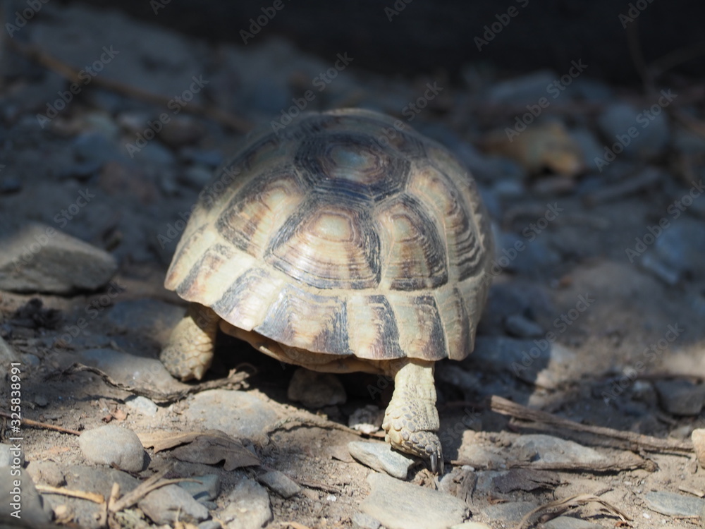 Obraz premium Schildkröte