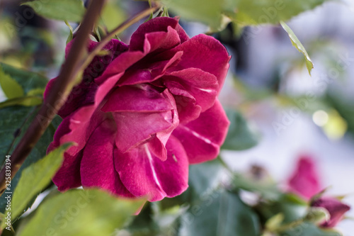 red rose in a garden with soft focus background