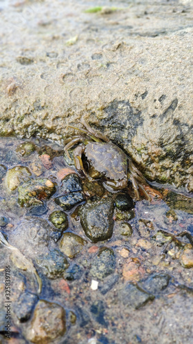Crab resting on the shore 