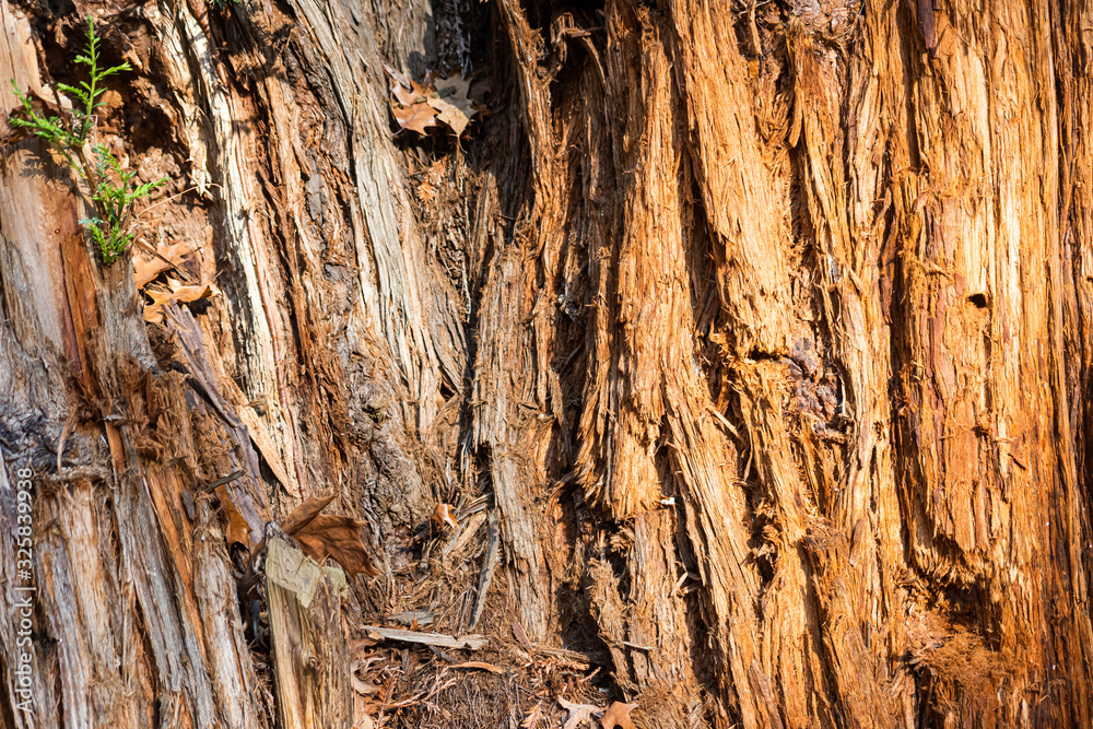 Tree trunk texture of sequoia sempervirens Tree trunk texture of sequoia sempervirens