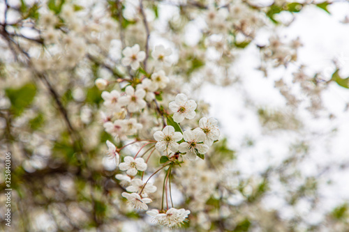 Blooming Apple or cherry. White flowers on tree branches. Spring. © milanchikov