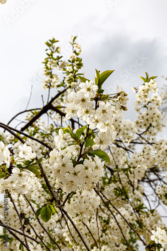 Blooming Apple or cherry. White flowers on tree branches. Spring.