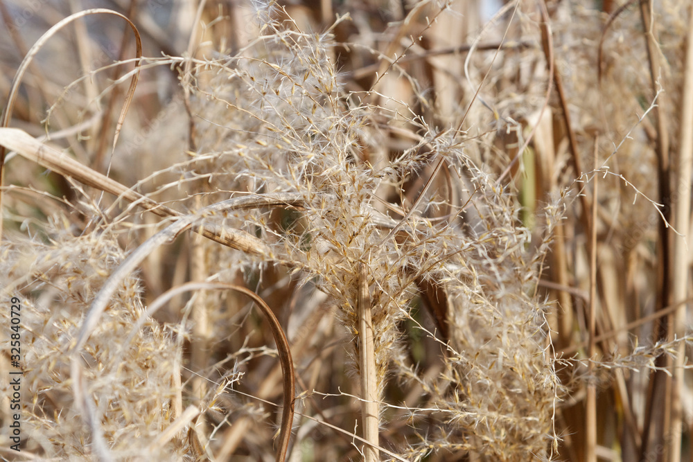 Fototapeta premium ears of dry grass