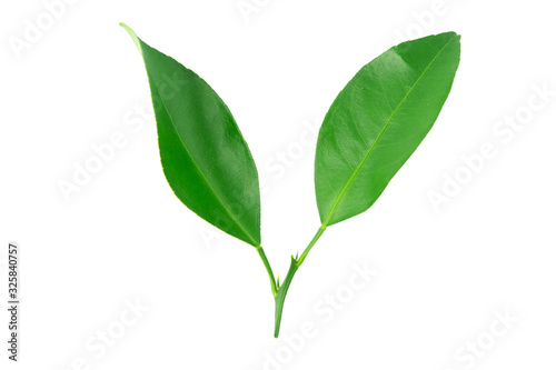 Lime leaves isolated on white background with clipping path