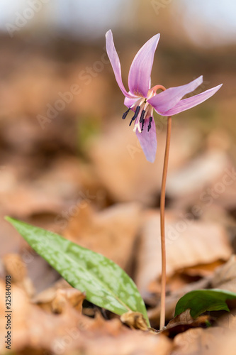 Erythronium dens-canis, the dog's-tooth-violet or dogtooth violet, lily family, Liliaceae, flowering in white, pink or lilac flower at the beginning of spring. Ovate to lanceolate leaves, white bulb, 