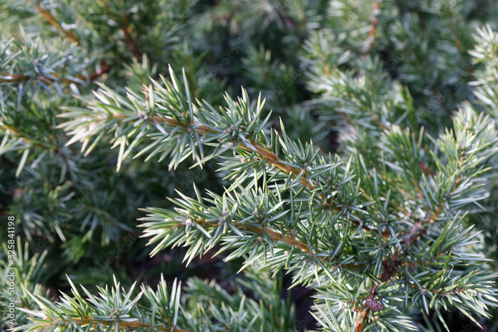 Juniperus communis common junipe green carpet silver