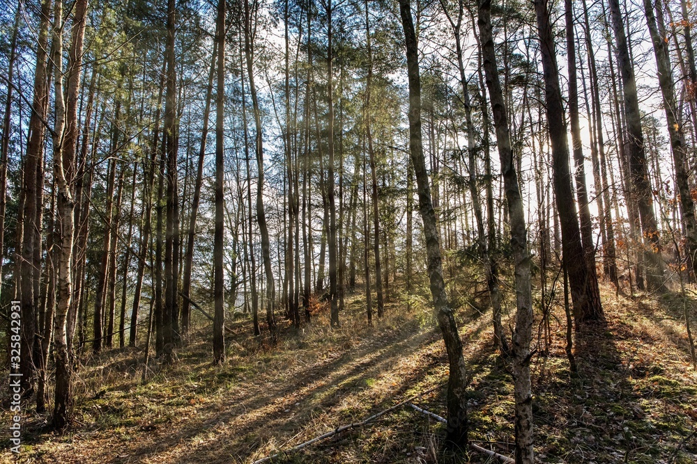 Sun glow in the forest. Sunrise in the forest. Romantic place. The sun shines through the trees. Sun glow in the forest. Sunrise in the forest. Romantic place. The sun shines through the trees.