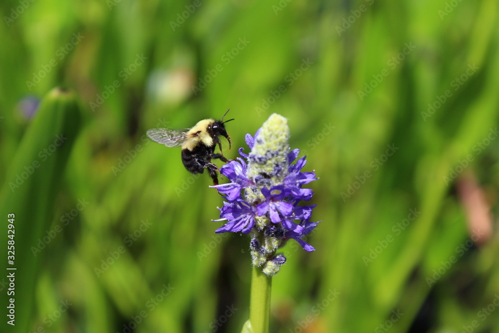 Bumble bee on purple flower in grass Bumble bee on purple flower in grass