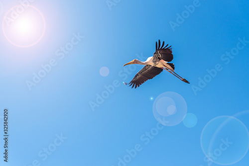 Painted Stork or Mycteria Leucocephala, Single big bird flying alone in the bright blue sky, Beautiful wildlife in nature add lens flare effect to sun and sunlight, copy space for background