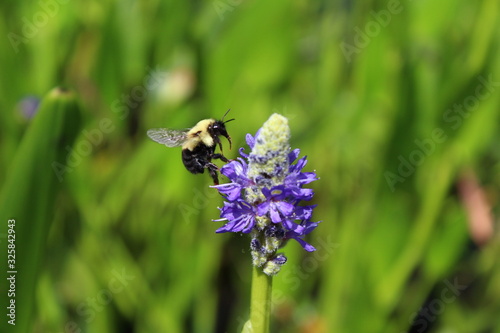 Bumble bee on purple flower in grass © Jennifer
