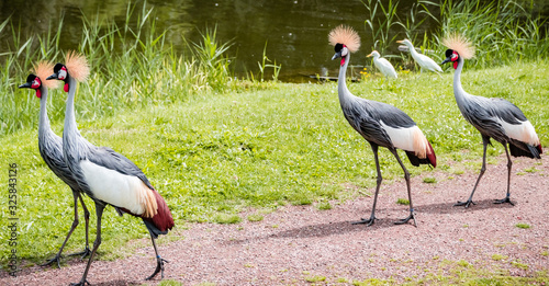 west african crowned crane
