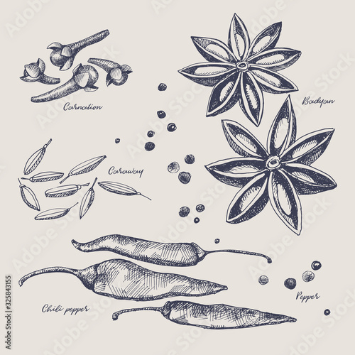 Hand drawn set of spices for cooking. Spicy spices: cloves, pepper, star anise and cardamom on a light isolated background. Organic food concept.