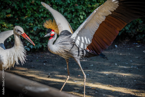 west african crowned crane