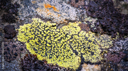 Black and green map lichen on the rock. photo