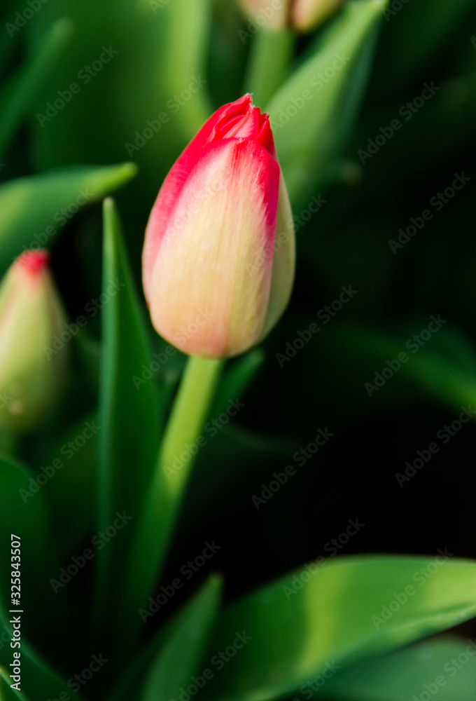 Beautiful pink Tulips, spring flowers grown in a greenhouse.Spring flowers and floriculture. Selective focus Beautiful pink Tulips, spring flowers grown in a greenhouse.Spring flowers and floriculture. Selective focus