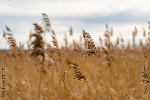 Field of reeds with lake and mountains in background