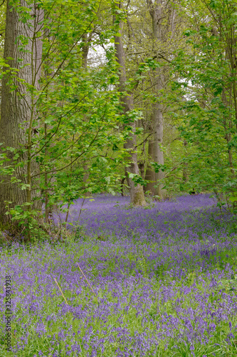 beautiful bluebell carpet in spring