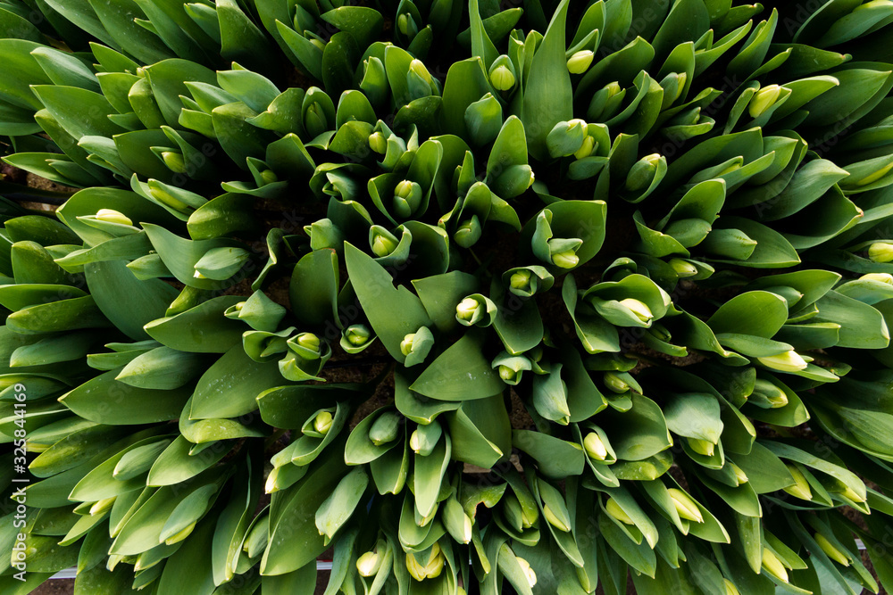 Beautiful tulips top view, spring flowers grown in a greenhouse.Spring flowers and floriculture. Selective focus Beautiful tulips top view, spring flowers grown in a greenhouse.Spring flowers and floriculture. Selective focus