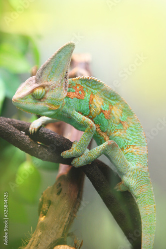 green colorful chameleon sitting on the branch - wild animal close up view.