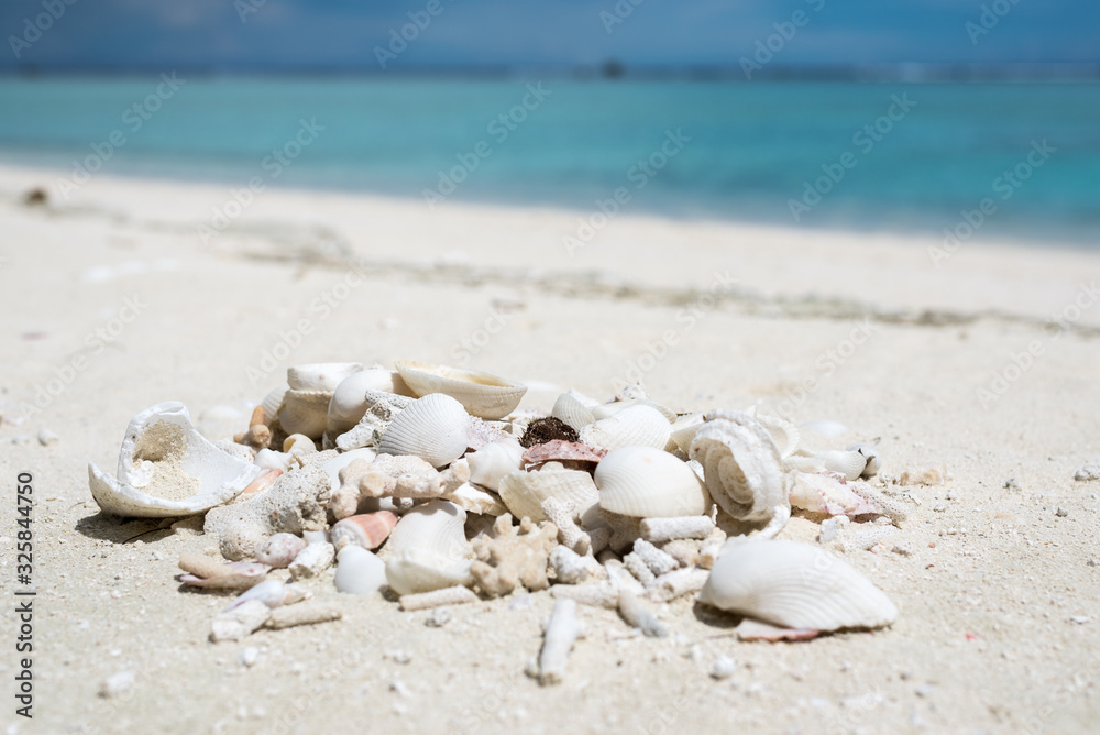 Heap of shells and coral Heap of shells and coral
