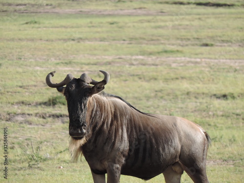 Wildebeast in the Masai Mara