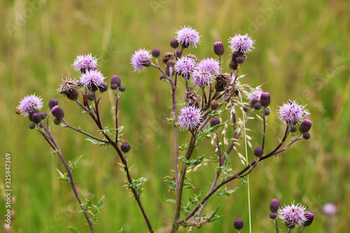 Bl  ten und Bl  tter der Acker-Kratzdistel  Cirsium arvense  creeping thistle 