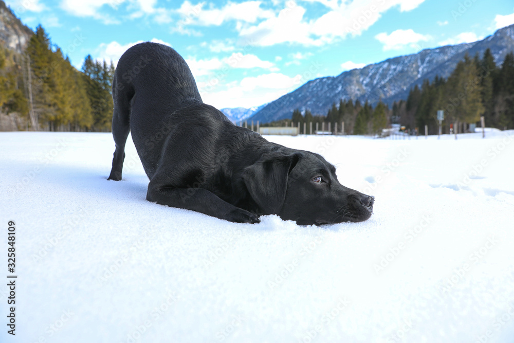 Schwarzer Labrador liegt im Schnee in den Bergen mit blauem Himmel Schwarzer Labrador liegt im Schnee in den Bergen mit blauem Himmel