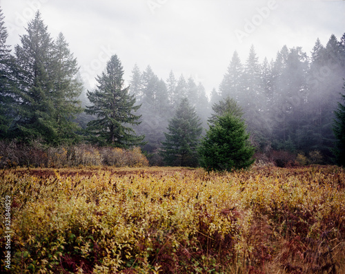 Grassy field by foggy forest photo