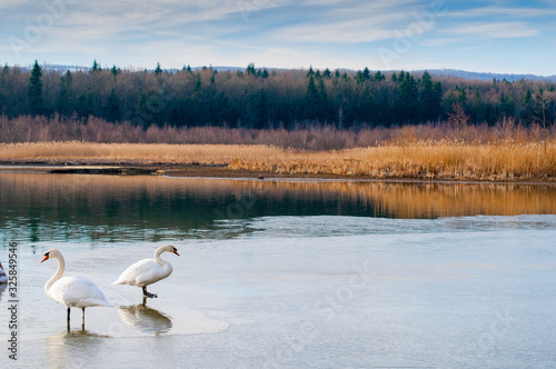 portrait of beautiful white swans on big lake with beautiful sky